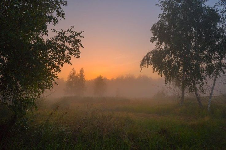 Создать мем: рассвет, утренний туман, утро лес