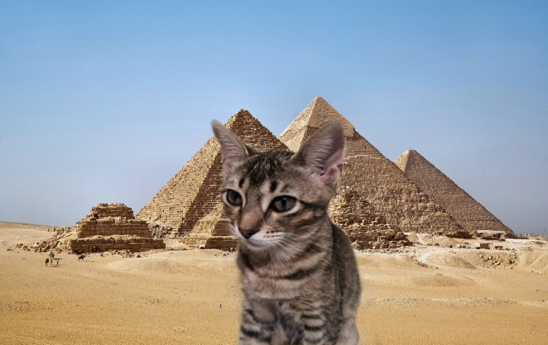 Create meme: egyptian cat, the pyramid of Cheops , pyramid of mykerin ancient egypt