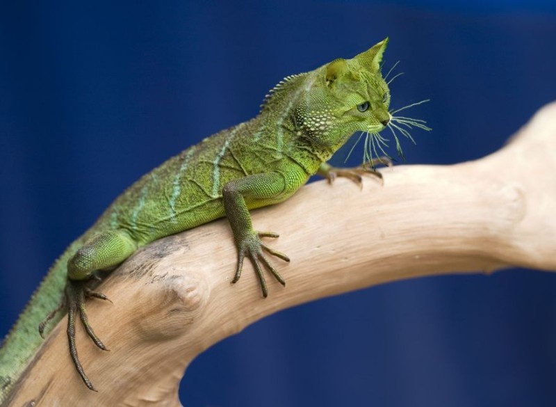Create meme: monitor lizard iguana chameleon, iguana lizard, lizard 