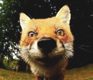 Create meme: animals, rabies, evil Fox
