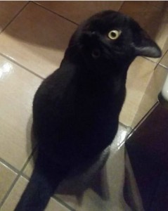 Create meme: black Raven cat, a cat or a crow, a photo of a cat or a crow