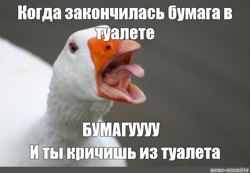 evil goose photos,photo angry goose,sorry goose,scary goose pictures,scream...