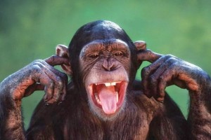 Создать мем: глупая обезьяна, голова шимпанзе, смешные обезьянки