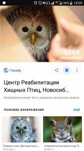 Create meme: photos of owl and owl, sowosky can do Kus, birds of prey of Novosibirsk