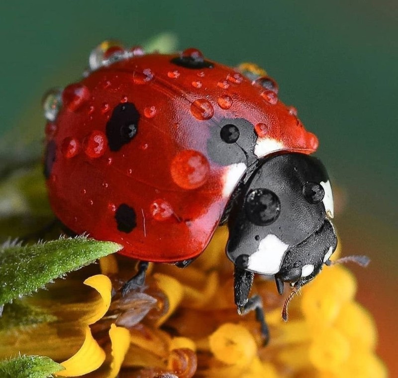 Create meme: ladybug beetle, A pointless ladybug, ladybugs