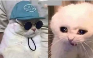 Create meme: funny memes, cat, seals round glasses