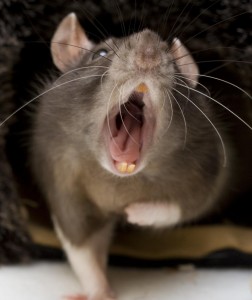 Create meme: rat garbage, rat, aggressive rat