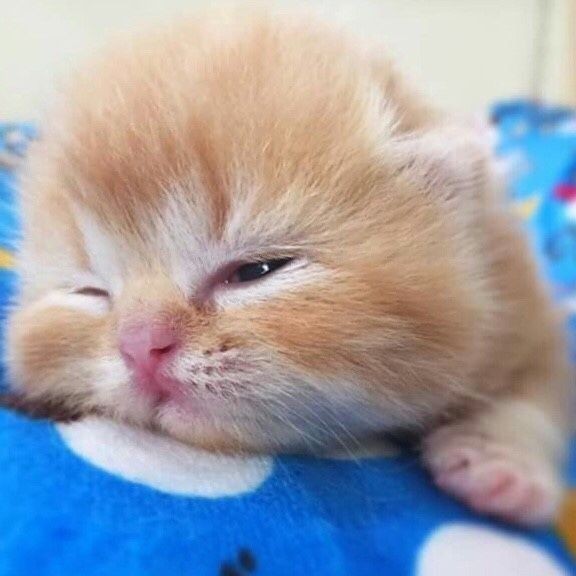 Create meme: adorable kittens, kittens Persians, fluffy kittens 