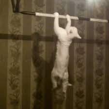 Create meme: the cat pulls up on the horizontal bar, cat on the horizontal bar, the cat is an athlete