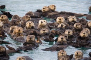 Create meme: sea otter, sea otter, Kalan