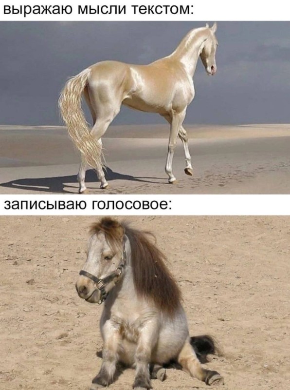 Create meme: the Isabella breed of horses, Akhal-Teke horse of golden color, Ahal teke the horse