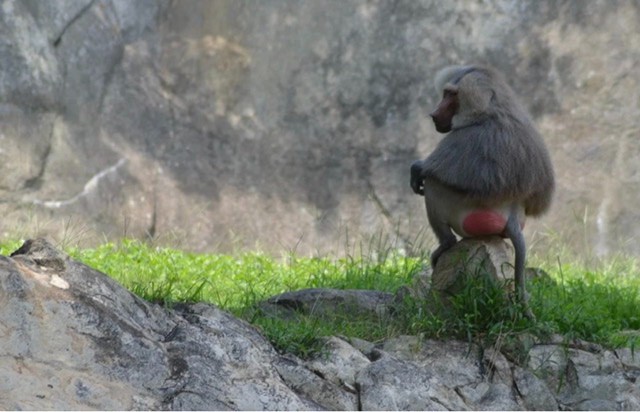 Create meme: the monkey with the red ass, monkey with red, baboon 