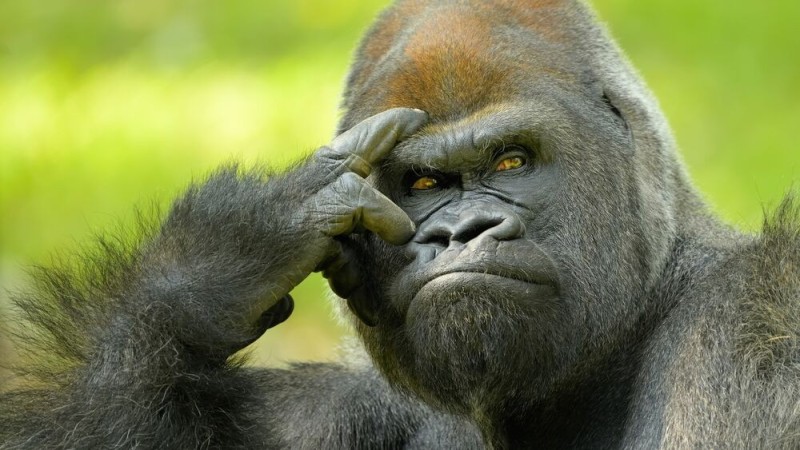 Создать мем: горилла смешная, задумчивая обезьяна, задумчивая горилла