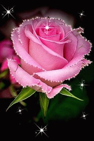 Create meme: pink roses , beautiful roses , gentle rose