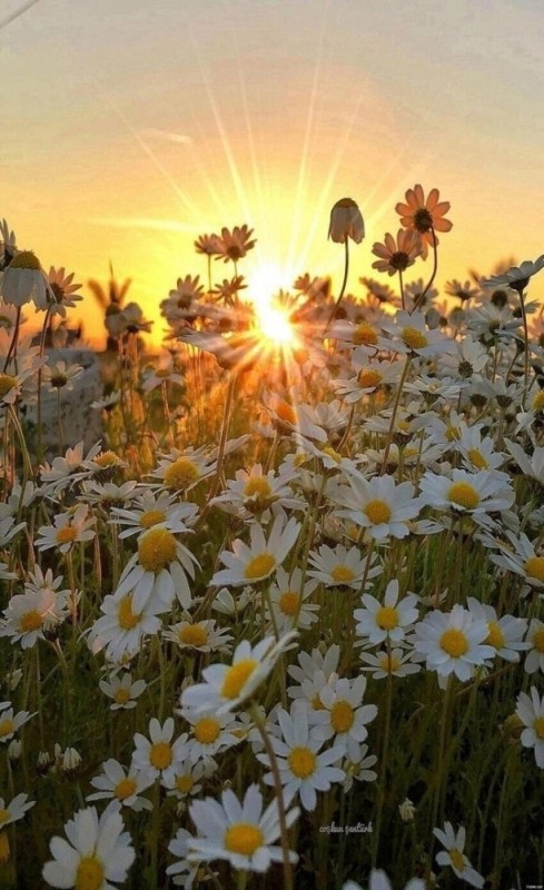 Create meme: camomile summer, chamomile field at sunrise, sunny morning
