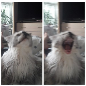 Create meme: angry kitty, dog, Dog