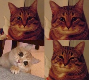 Создать мем: мем кошка, довольный кот мем, мемы с котами