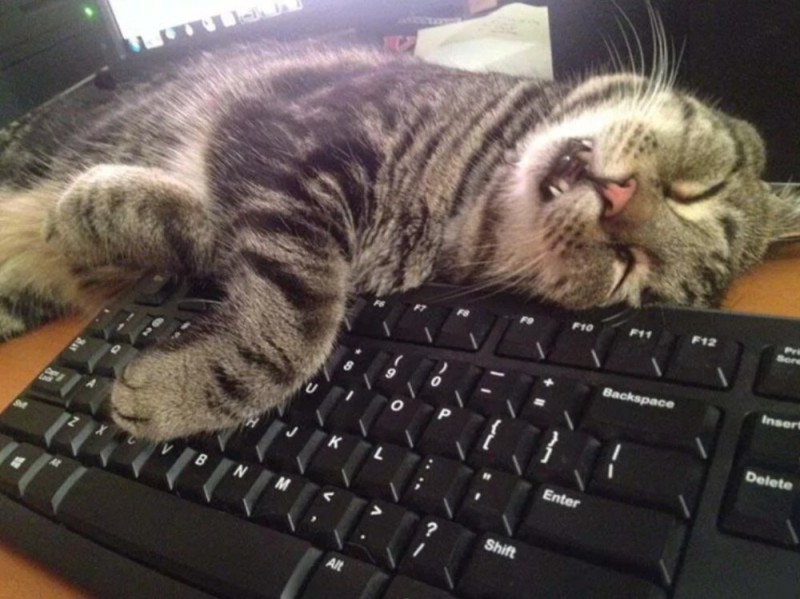 Create meme: the cat on the keyboard, tired cat , cat 