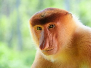 Create meme: monkey, kahau, monkey hd