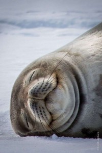 Create meme: seal