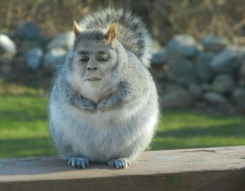 Create meme: The fat chipmunk, thick proteins, grey squirrel