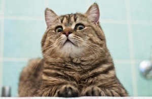 Создать мем: кот писос порода, американская короткошерстная кошка, кот песос