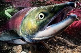 Create meme: salmon, sockeye, fish