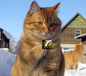 Create meme: kitty tut where love lives, cat, I