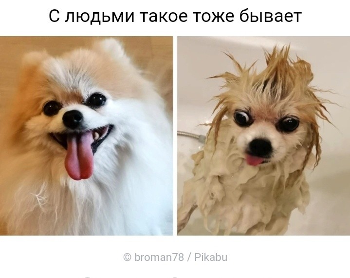 Создать мем: pomeranian dog, порода шпиц, шпиц