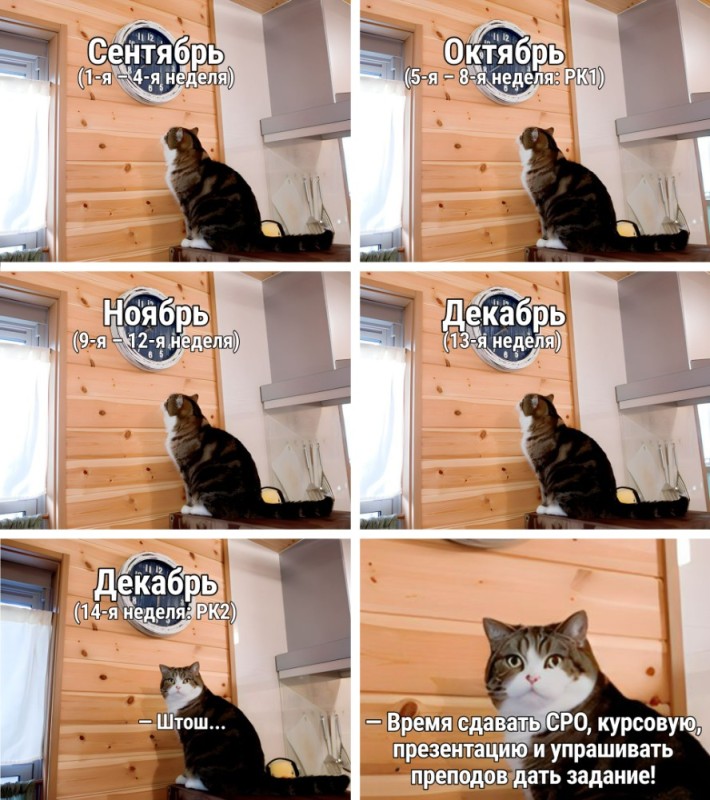 Create meme: memes , meme with a cat and a clock, memes with cats 