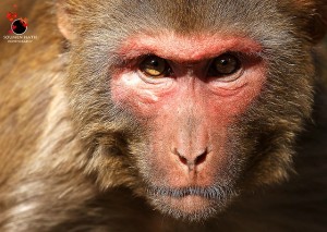 Create meme: monkey photo funny, pictures of monkeys, macaque and man