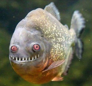 Create meme: fish Ulybka, piranhas, piranha with human teeth