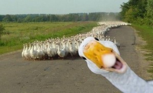Create meme: funny goose, evil goose, goose