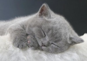 Создать мем: сладких снов котик, сладких снов котеночек мой, спокойной ночи котики