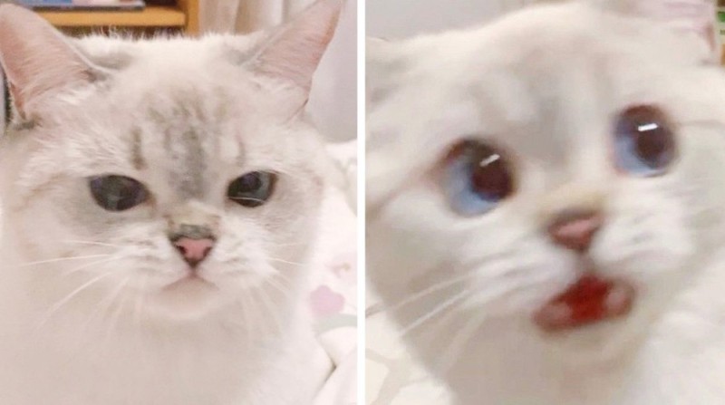 Создать мем: милые котики, мем с белым котом, котики смешные милые