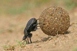 Create meme: dung beetle with ball, beetle rolls dung, scarab beetle