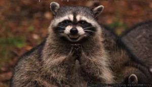 Create meme: Raccoon