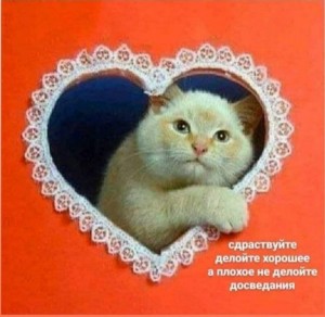 Создать мем: с днем святого валентина котята, стикер котик с сердечком, с днем святого валентина кот