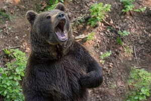 Create meme: bear surprised, bear killer, bear