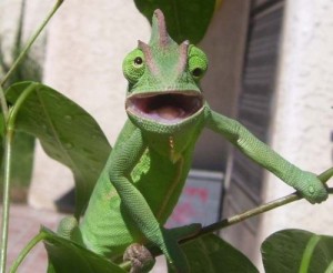 Create meme: animals, chameleons, beautiful chameleon