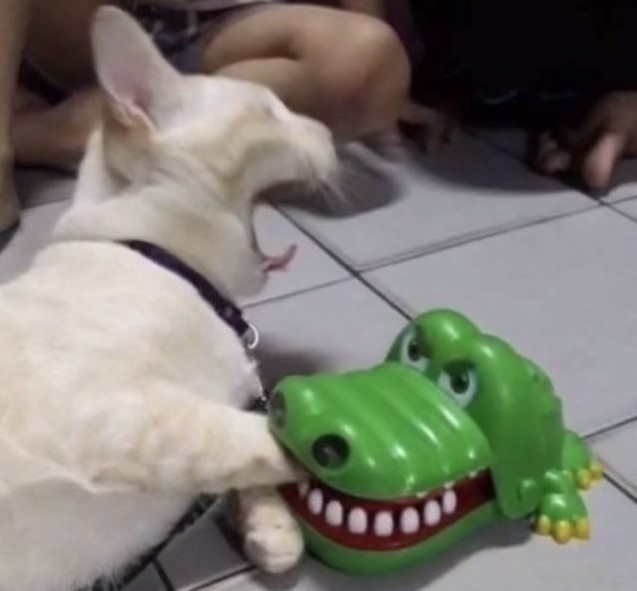 Create meme: a cat and a crocodile toy, funny animals 2022, crocodile cat
