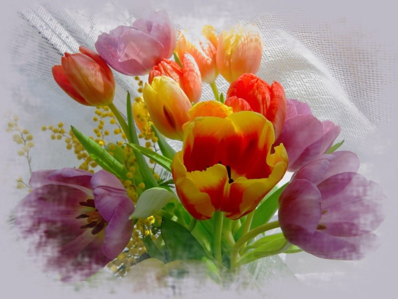 Создать мем: тюльпаны открытка, красивые тюльпаны, тюльпаны