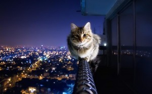Создать мем: кошка, кошка на фоне ночного города, коты