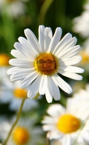 Создать мем: ромашка цветок любви и верности, растение ромашка, цветы ромашки