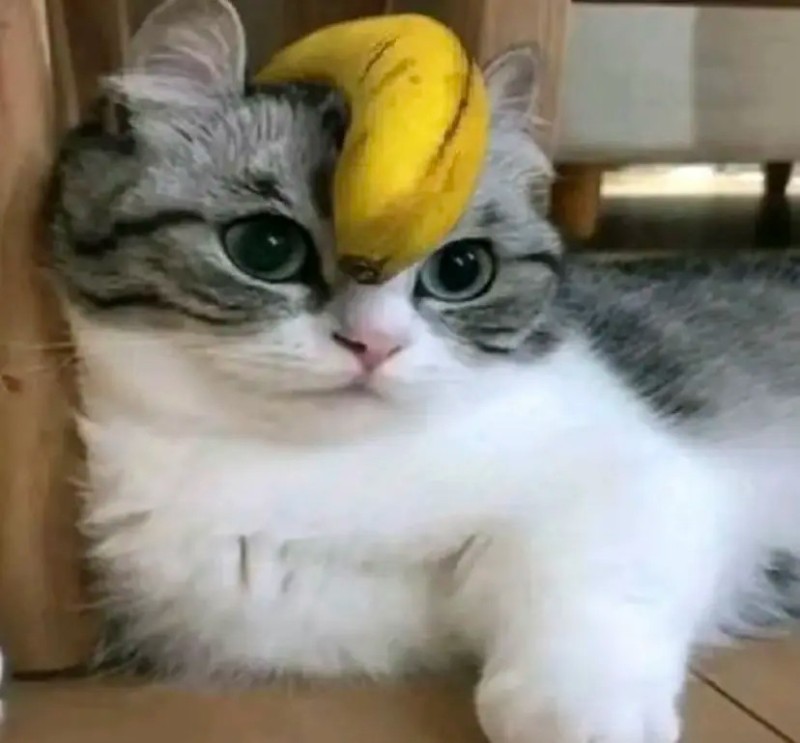 Создать мем: котик, cat, кошка банан