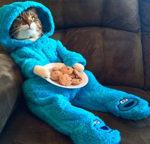 Create meme: funny cats, cat in pajamas