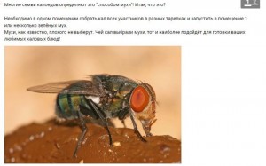 Create meme: fly greedy, dung fly word, x fly meme