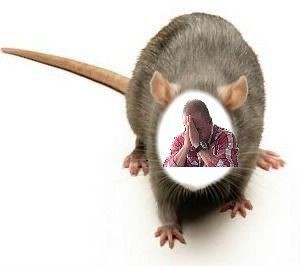 Create meme: mouse and rat, rat, pet rat