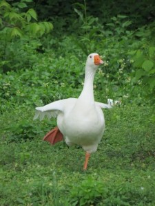 Create meme: beautiful goose, duck goose, goose funny