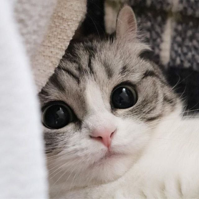 Create meme: seals , cats are cute, photos of cute kittens